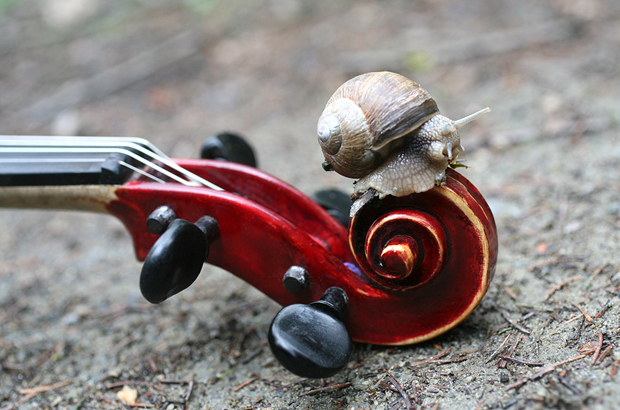 Ennemoser-Geige - Neues Schneckenmodell 2008 Schneckenmodell Dieter Ennemoser